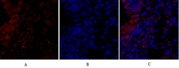 MIF rabbit pAb Antibody
