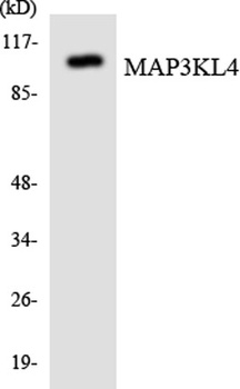 MLK4 rabbit pAb Antibody