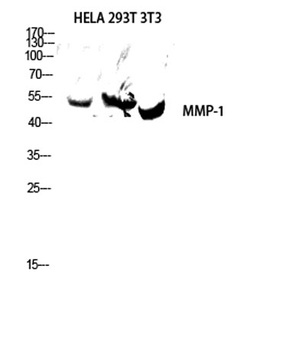 MMP-1 rabbit pAb Antibody
