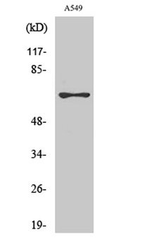 MNT rabbit pAb Antibody
