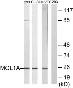 Mob1A rabbit pAb Antibody
