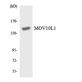 MOV10L1 rabbit pAb Antibody