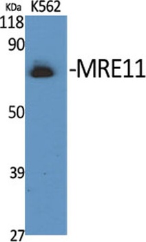 MRE11 rabbit pAb Antibody