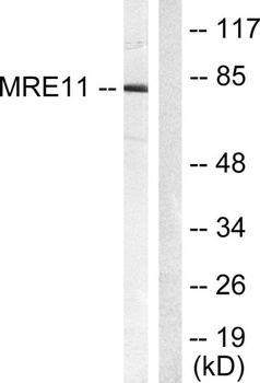 MRE11 rabbit pAb Antibody