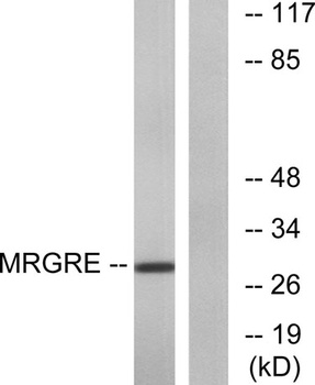 MRGE rabbit pAb Antibody