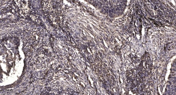 MRGE rabbit pAb Antibody