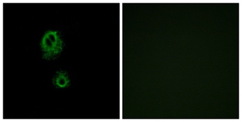 MRGG rabbit pAb Antibody