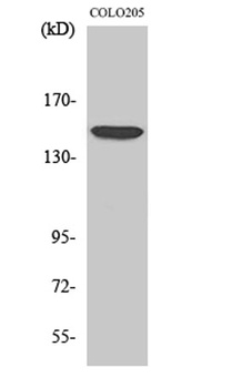 MRP7 rabbit pAb Antibody