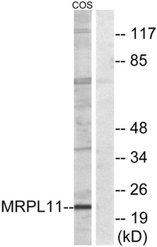 MRP-L11 rabbit pAb Antibody