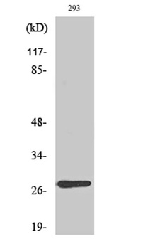MRP-L16 rabbit pAb Antibody