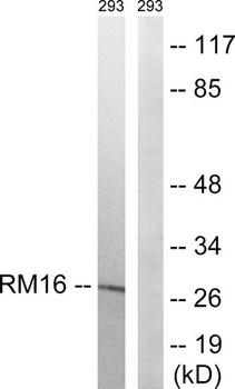 MRP-L16 rabbit pAb Antibody