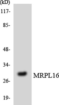 MRP-L16 rabbit pAb Antibody