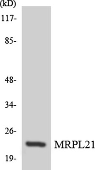 MRP-L21 rabbit pAb Antibody
