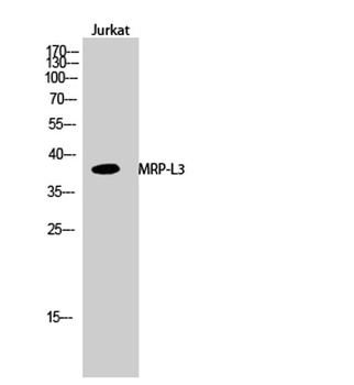 MRP-L3 rabbit pAb Antibody