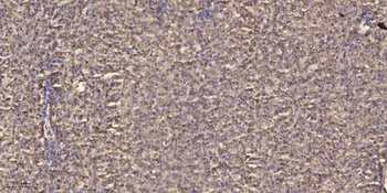 MRP-L3 rabbit pAb Antibody