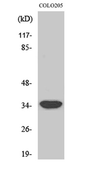 MRP-L4 rabbit pAb Antibody