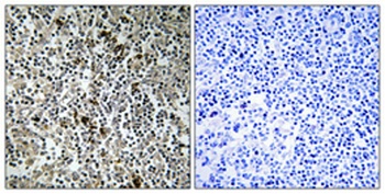 MRP-L4 rabbit pAb Antibody