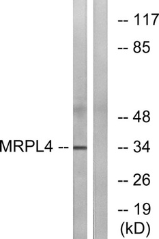 MRP-L4 rabbit pAb Antibody