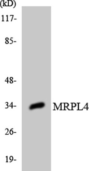 MRP-L4 rabbit pAb Antibody
