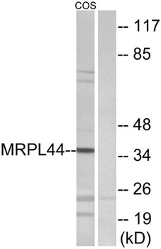 MRP-L44 rabbit pAb Antibody