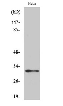 MRP-L46 rabbit pAb Antibody