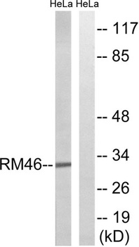 MRP-L46 rabbit pAb Antibody