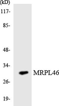 MRP-L46 rabbit pAb Antibody