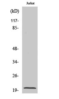 MRP-L54 rabbit pAb Antibody