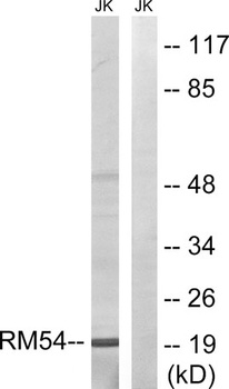 MRP-L54 rabbit pAb Antibody
