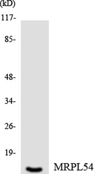 MRP-L54 rabbit pAb Antibody