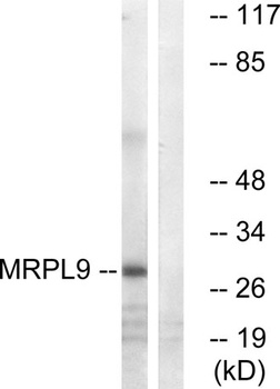 MRP-L9 rabbit pAb Antibody
