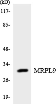MRP-L9 rabbit pAb Antibody