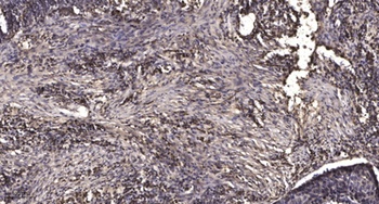 MRP-L9 rabbit pAb Antibody