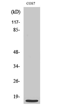 MRP-S21 rabbit pAb Antibody