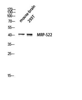 MRP-S22 rabbit pAb Antibody