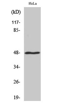 MRP-S27 rabbit pAb Antibody