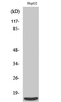 MRP-S36 rabbit pAb Antibody