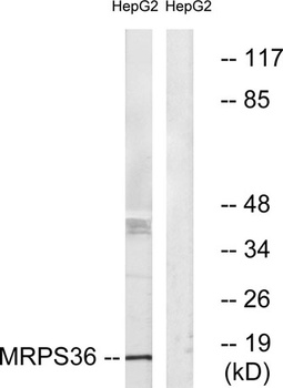 MRP-S36 rabbit pAb Antibody