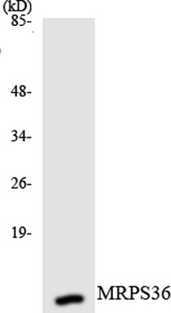 MRP-S36 rabbit pAb Antibody