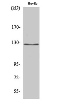 MSH3 rabbit pAb Antibody