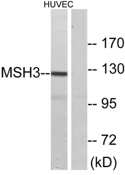 MSH3 rabbit pAb Antibody