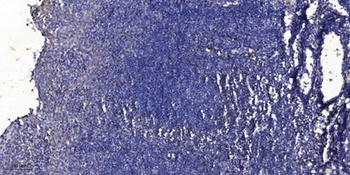 MYH14 rabbit pAb Antibody