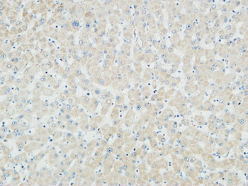 Myogenin rabbit pAb Antibody