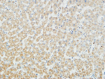 Myogenin rabbit pAb Antibody