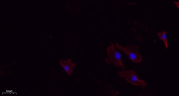 N/H/K-Ras rabbit pAb Antibody