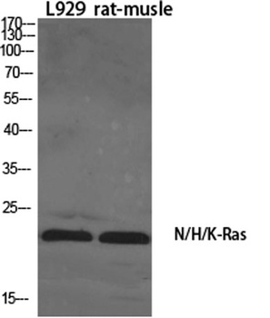N/H/K-Ras rabbit pAb Antibody