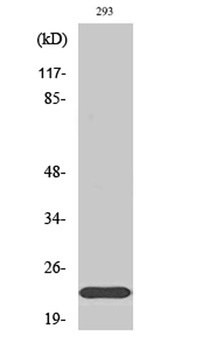 Na+ CP type IIβ rabbit pAb Antibody