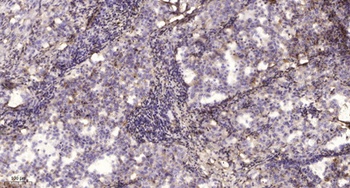 Na+ CP type IIβ rabbit pAb Antibody