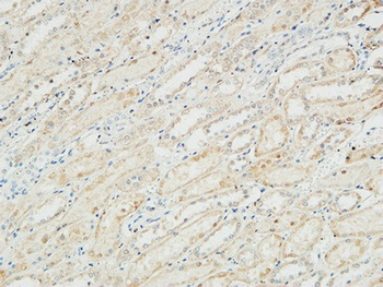 Na+/K+-ATPase α1 rabbit pAb