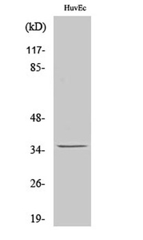Nanog P8 rabbit pAb Antibody